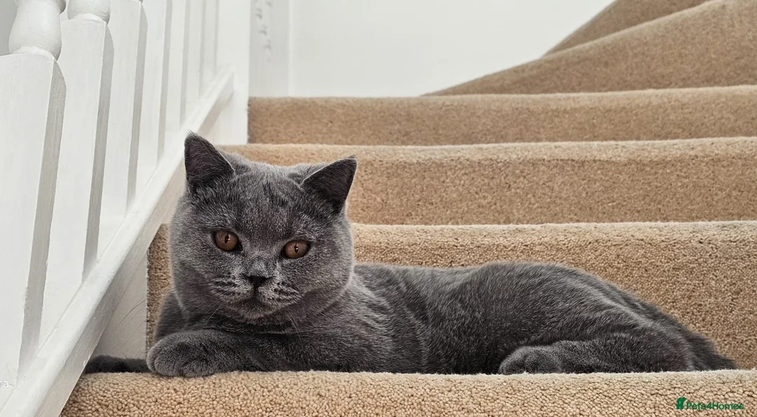 British Shorthair cats for sale: Highly anticipated litter from our beloved queen in Colchester - Advert 2