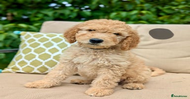 Irish Doodle dogs - Advert 15