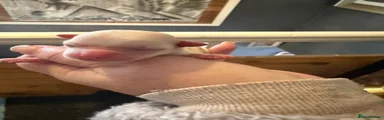 Chihuahua 4