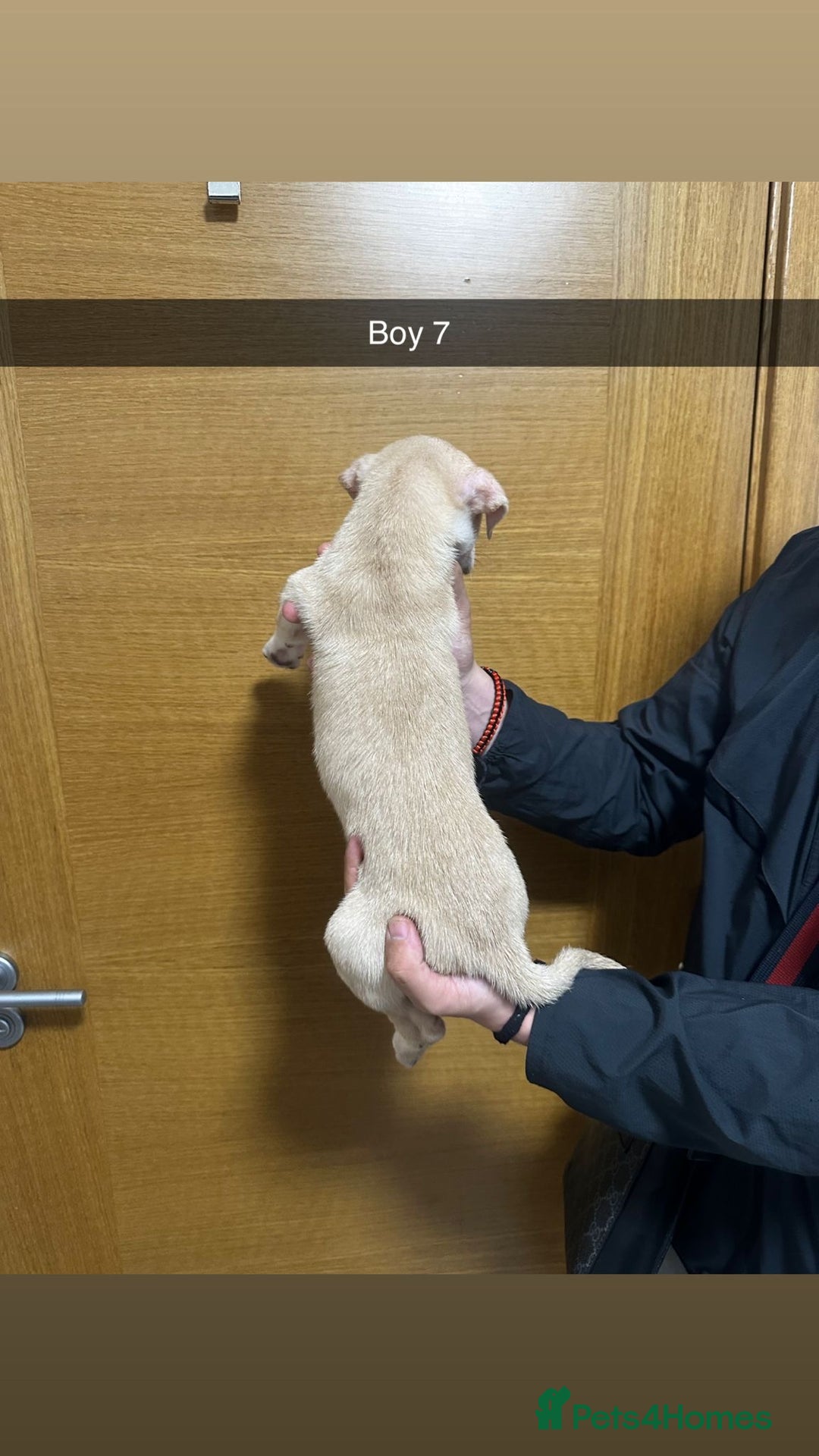 Mixed Breed dogs for sale: Puppies for sale  - Image 26