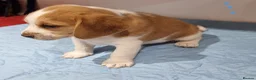 Beagle dogs for sale: Beagle  - Advert 6