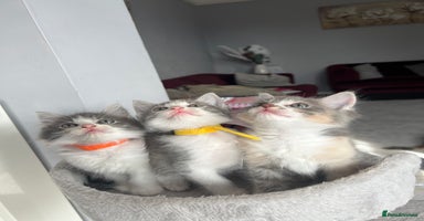 Ragdoll cats - Advert 13
