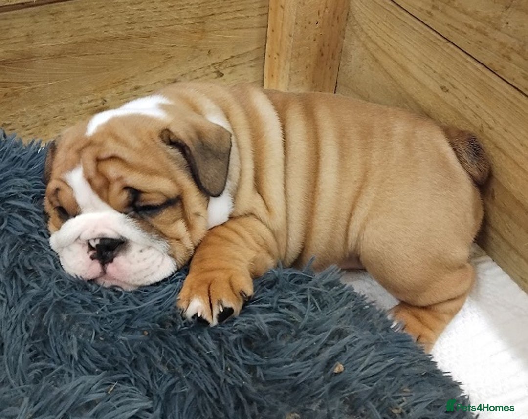 English Bulldog dogs for sale: Purebred English Bulldog Puppies ✨ - Image 6