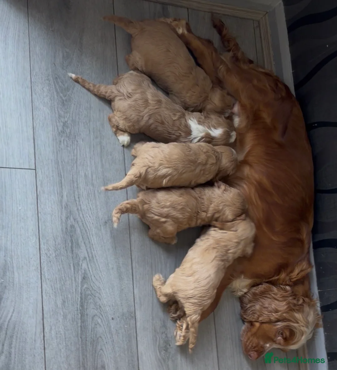 Cockapoo dogs for sale: Beautiful red F1 cockapoo pups  - Advert 2
