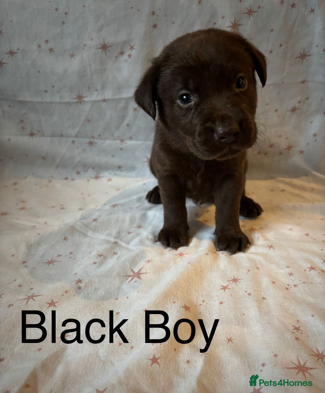 Labrador Retriever dogs for sale: Beautiful KC Chocolate Labrador Retriever puppies - Advert 13