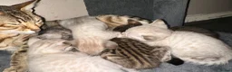 Bengal cats for sale: Silver, Snow Lynx & Brown Rosette Bengals in Crawley - Advert 2