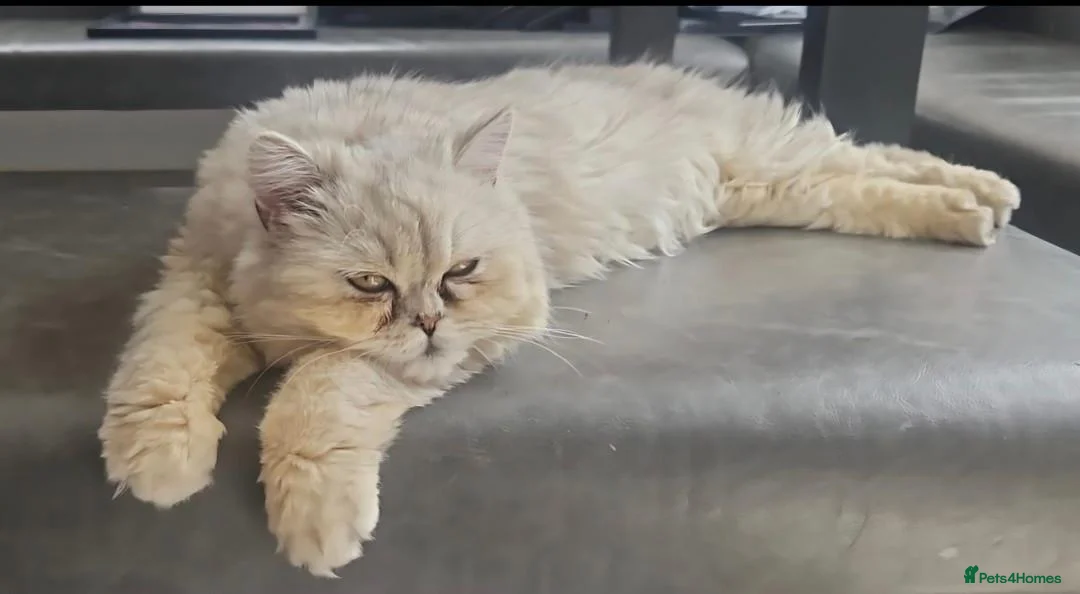 Persian cats for sale: Kitten Half Persian and Half Chinchilla Himilayan in Prescot - Advert 1