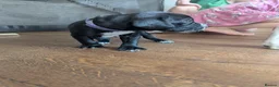 Mixed Breed dogs for sale: Only 2 Beautiful male Cockermatians left!!!! - Advert 14