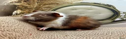 Guinea Pig rodents for sale: Multiple baby Girl guinea pigs for sale  - Advert 6