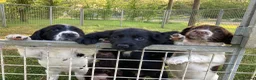 Sprocker dogs for sale: Sprocker Spaniel puppies  - Advert 10