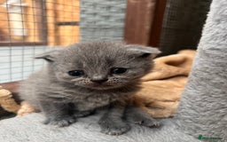 British Shorthair cats for sale: British Shorthair  - Image 3