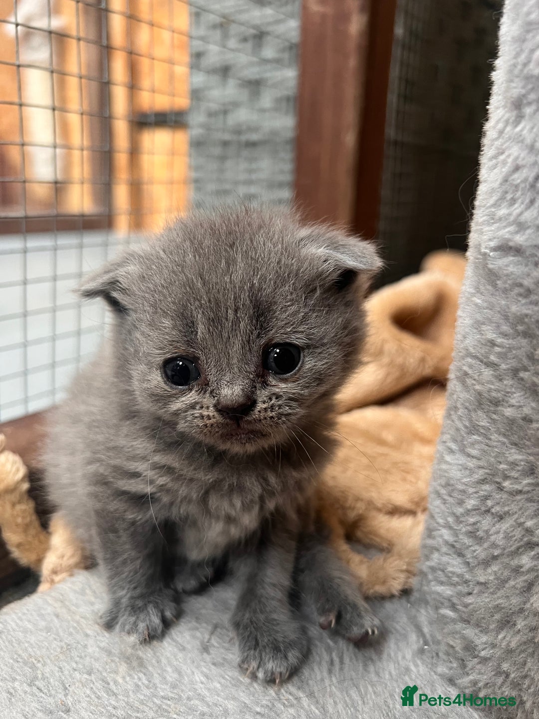 British Shorthair cats for sale: British Shorthair  - Image 3