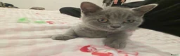 British Shorthair cats for sale: Blue male British shorthair brothers in Blackburn - Advert 21