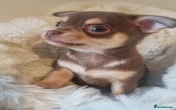 Chihuahua dogs for sale: Gorgeous Smooth coat KC registered chihuahuas - Image 4