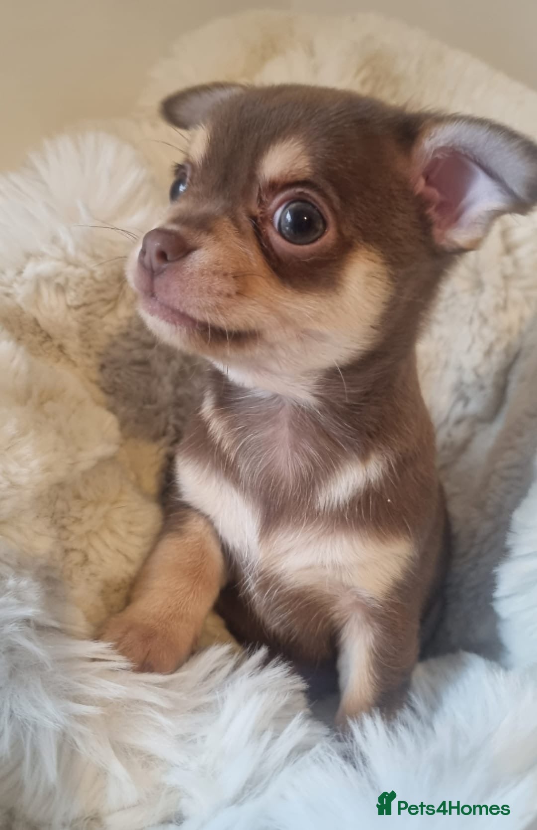 Chihuahua dogs for sale: Gorgeous Smooth coat KC registered chihuahuas - Image 4