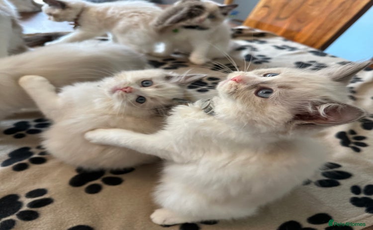 Ragdoll cats - Advert 16