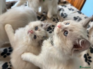 Ragdoll cats - Advert 7