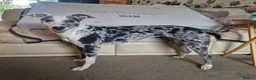 Lurcher dogs for sale: Lurcher pups - Advert 22