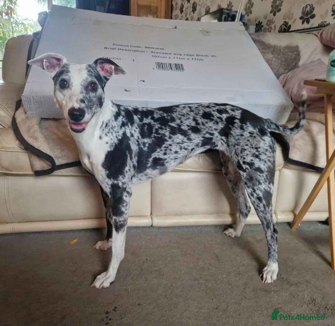 Lurcher dogs for sale: Lurcher pups - Advert 22