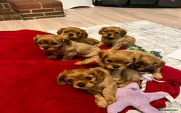 Cavalier King Charles Spaniel dogs for sale: Beautiful KC reg ruby puppies, home reared - Image 4