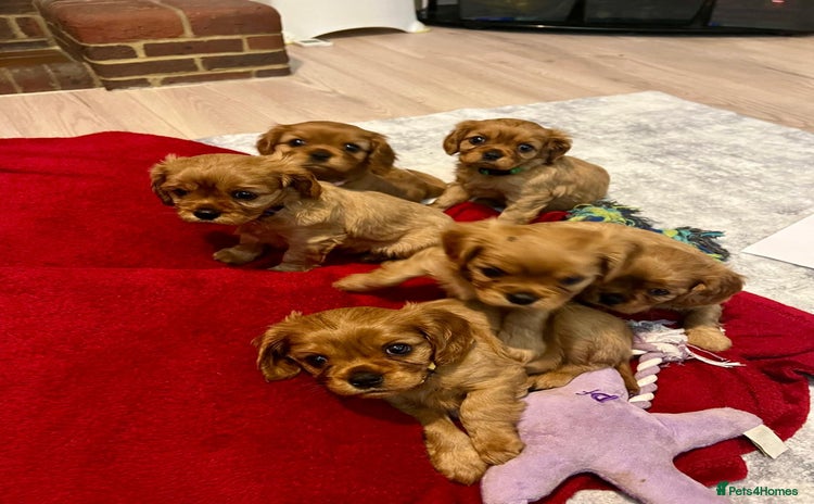 Cavalier King Charles Spaniel dogs Beautiful KC reg ruby puppies, home reared - Advert 1