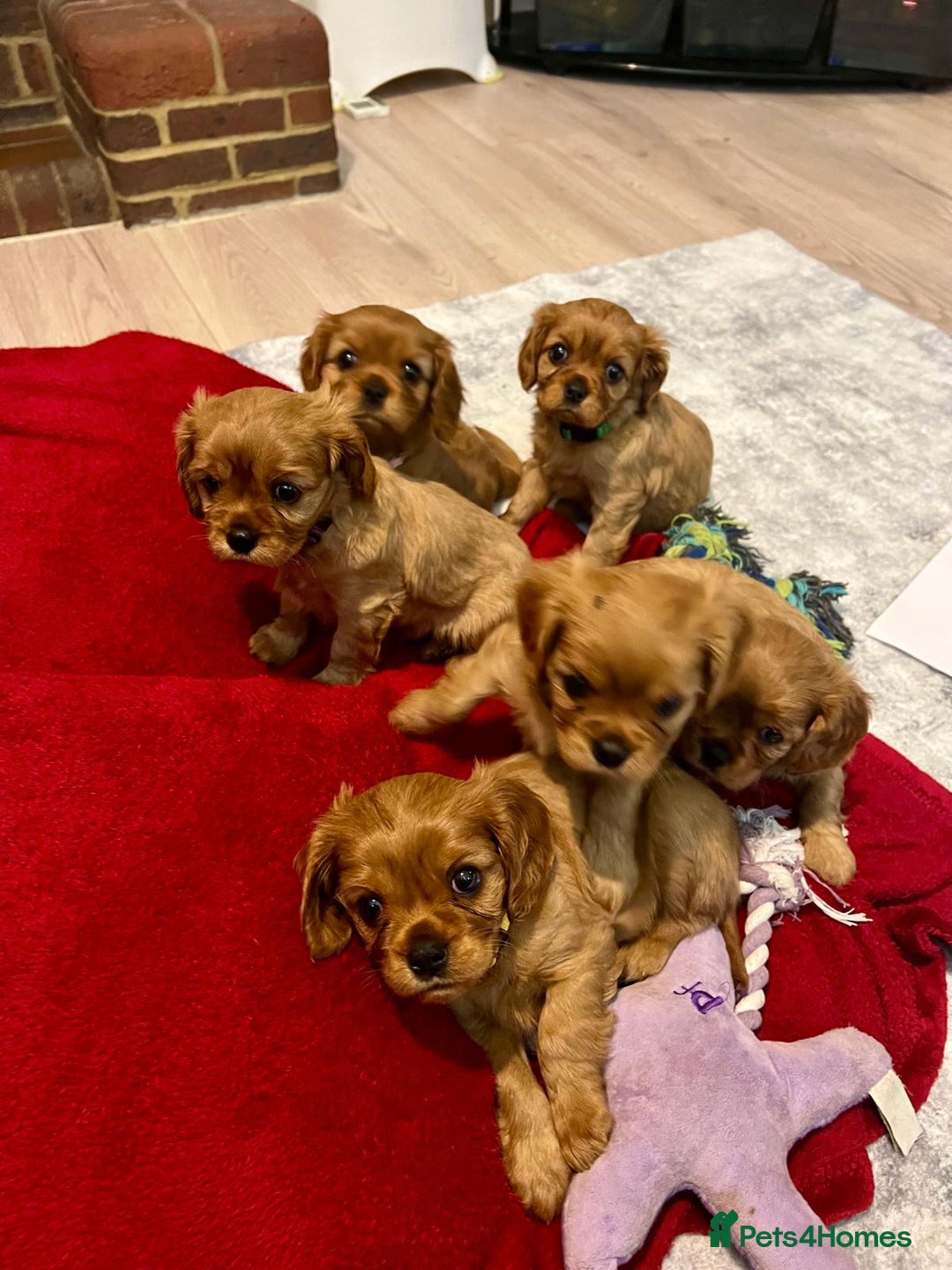 Cavalier King Charles Spaniel dogs for sale: Beautiful KC reg ruby puppies, home reared - Image 4