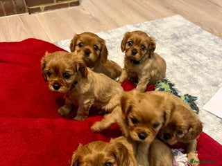 Cavalier King Charles Spaniel dogs Beautiful KC reg ruby puppies, home reared - Advert 4