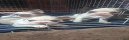 French Bulldog dogs for sale: Stunning Husky Koi French Bulldog Litter - Advert 7