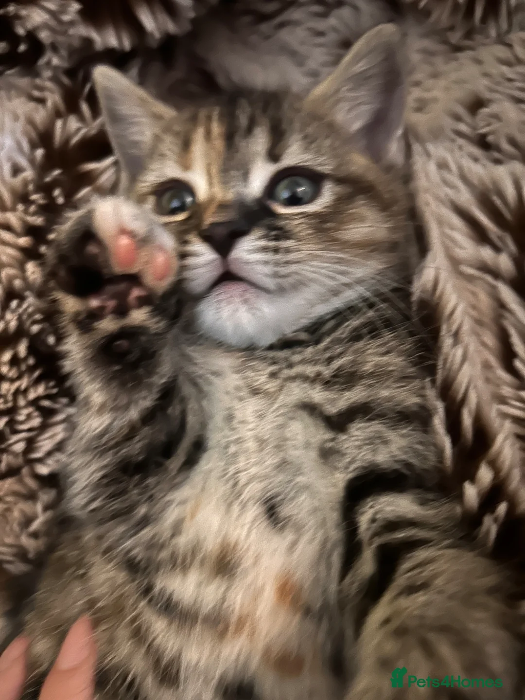 Mixed Breed cats for sale: British shorthair x bengal  - Advert 2