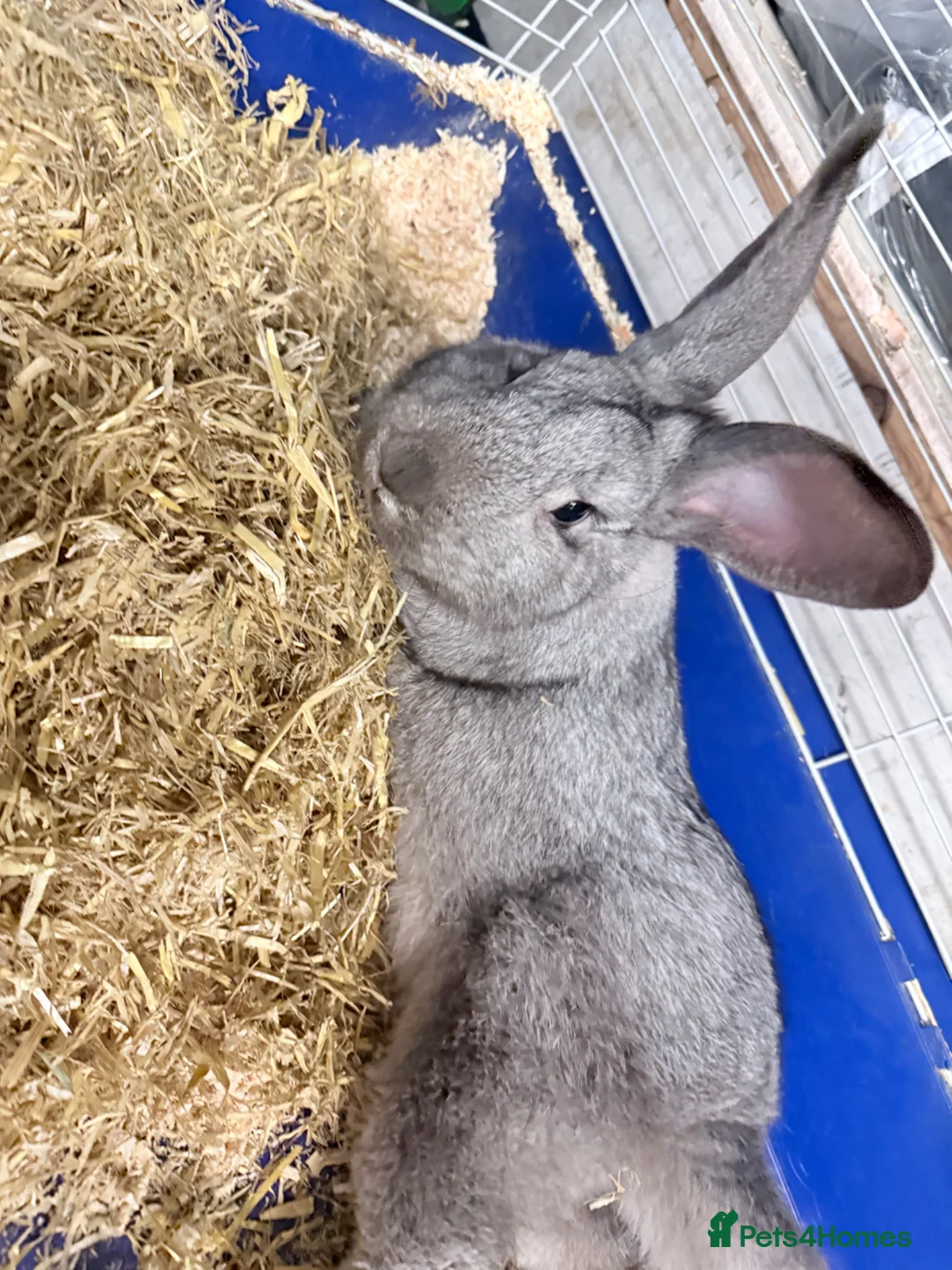Mixed Breed rabbits for sale: Brother and Sister  - Advert 8