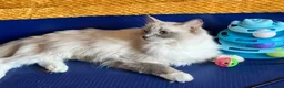 Ragdoll cats for sale: GCCF Ragdoll 🏆Champion Bloodline🌟5-Gen Pedigrees - Advert 6
