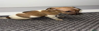 Jack Russell 5