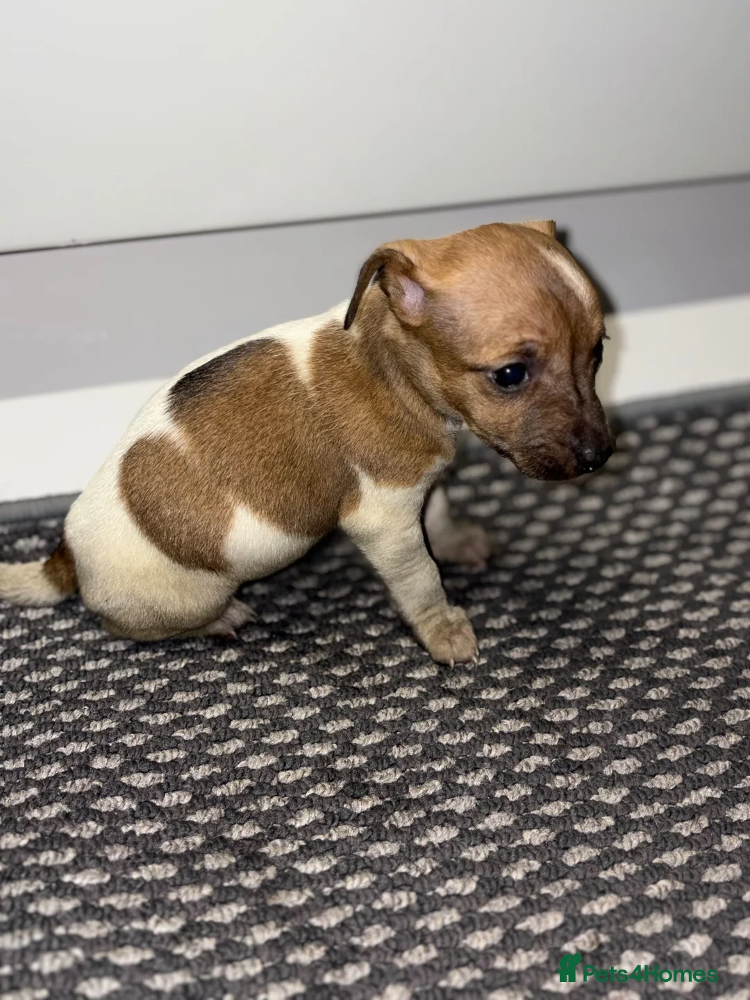 Jack Russell dogs for sale: 5 Jack russle pups 4 boys one girl  - Advert 2