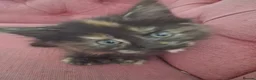 Maine Coon cats for sale: Black smoked PANTHERS!! 😍 - Advert 9