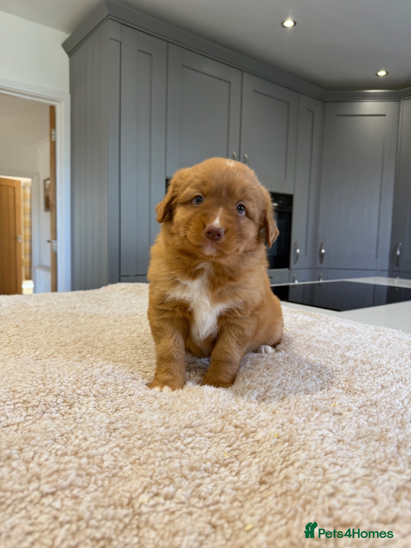 Nova Scotia Duck Tolling Retriever dogs Chunky adorable Nova Scotia puppies  - Advert 14