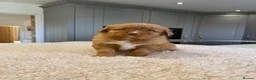 Nova Scotia Duck Tolling Retriever dogs for sale: Chunky adorable Nova Scotia puppies  - Advert 1