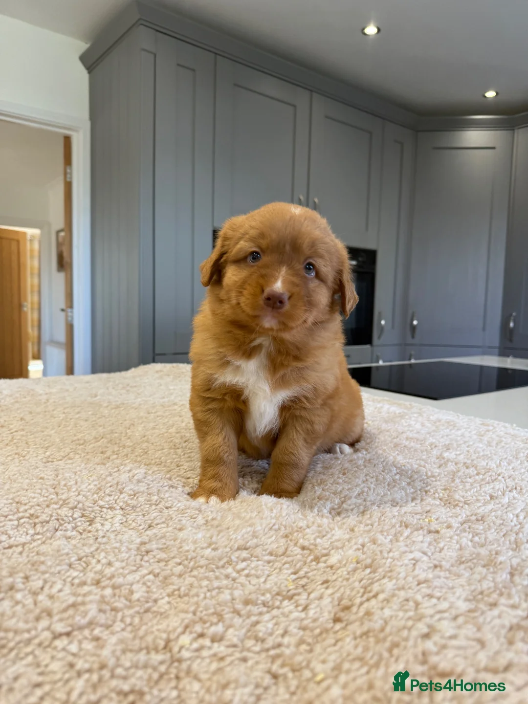 Nova Scotia Duck Tolling Retriever dogs for sale: Chunky adorable Nova Scotia puppies  - Advert 1