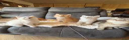 British Shorthair cats for sale: Ready to go! in Pontefract - Advert 1