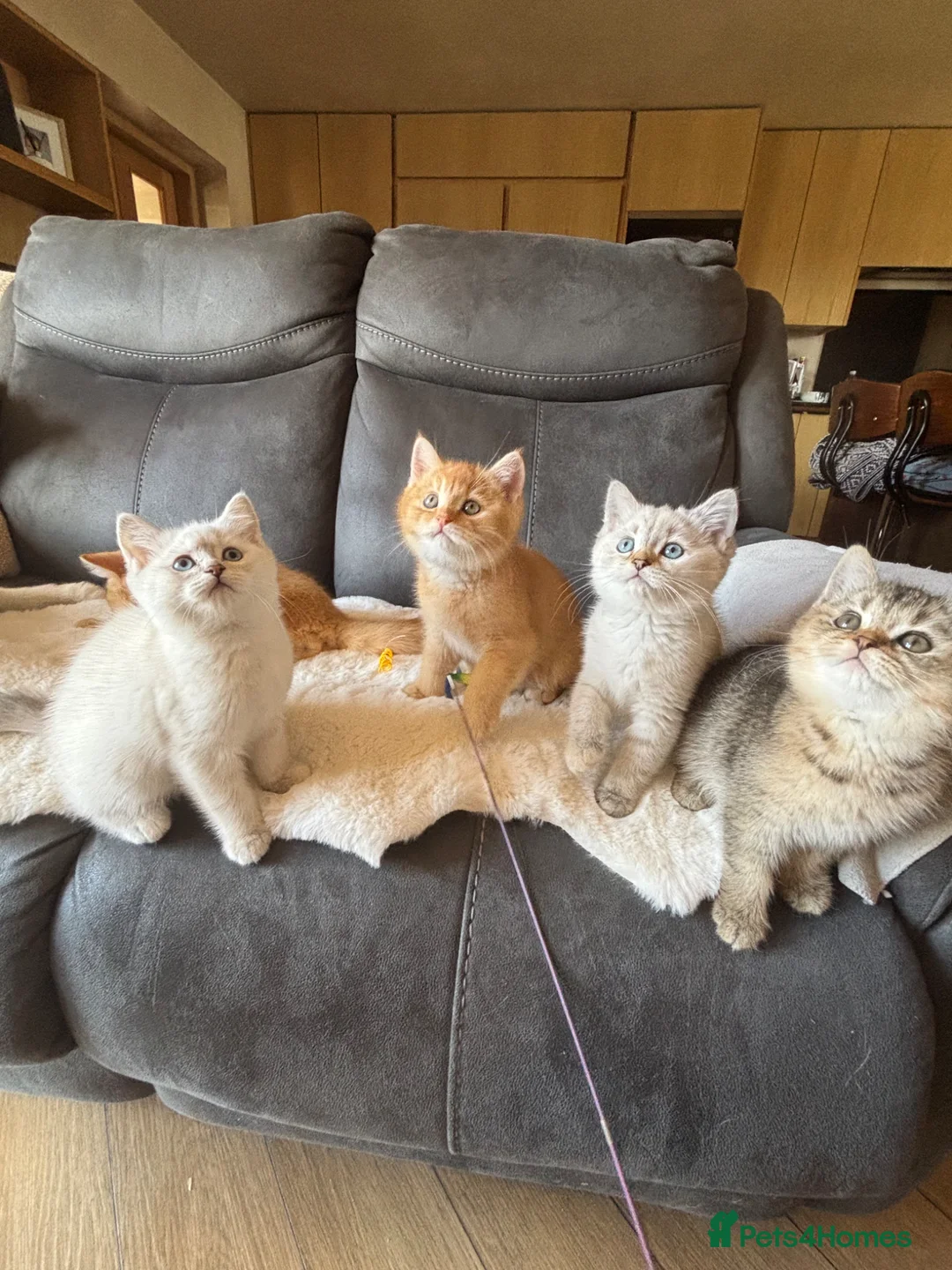 British Shorthair cats for sale: Ready to go! in Pontefract - Advert 1