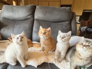 British Shorthair cats Ready to go! - Advert 1