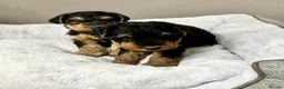 Welsh Terrier dogs for sale: Top Quality KC Reg PLL clear Welsh Terrier Puppies - Advert 6