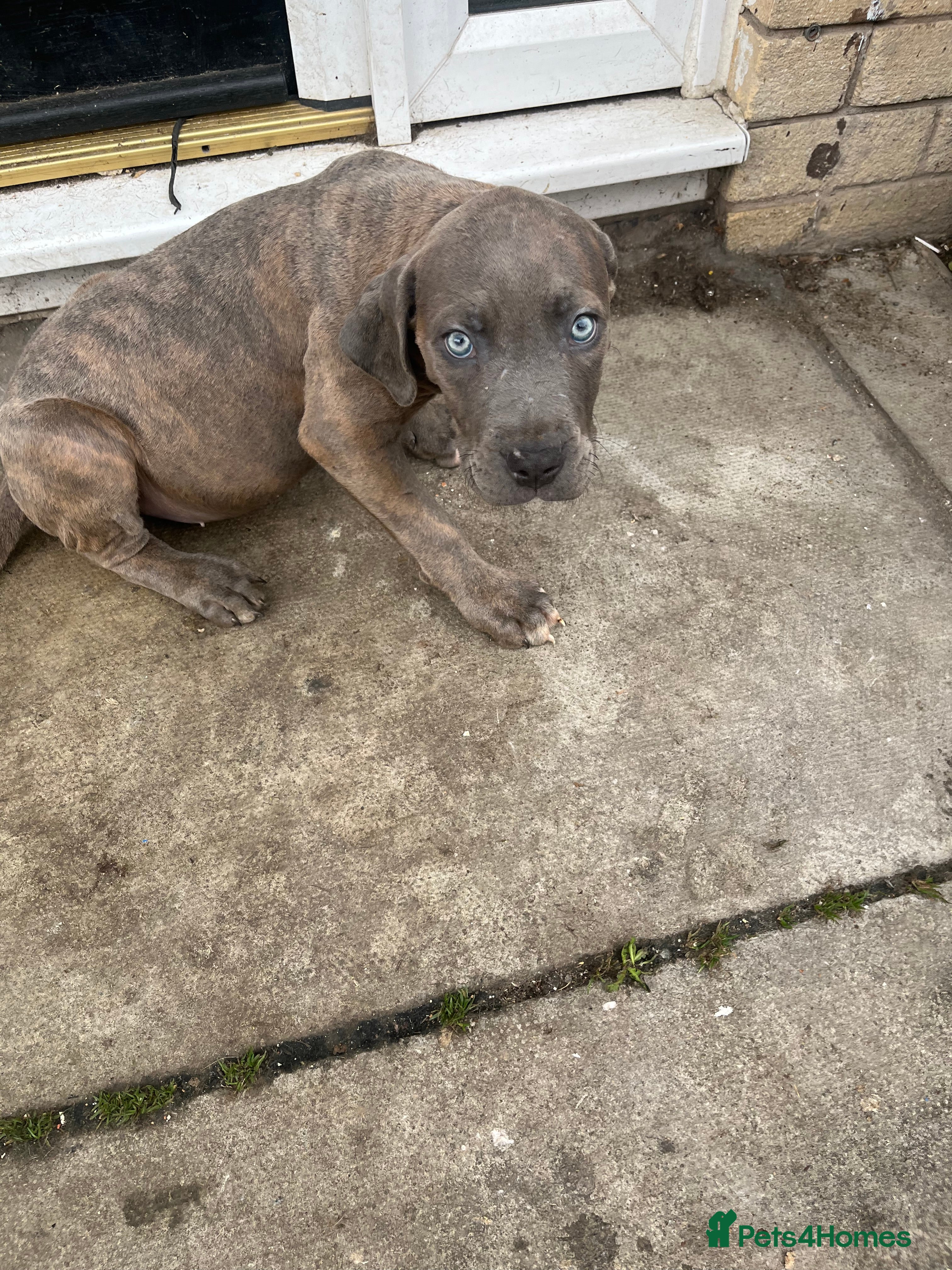 Cane Corso dogs  Cane Corso blue eyes, puppies  - Advert 2