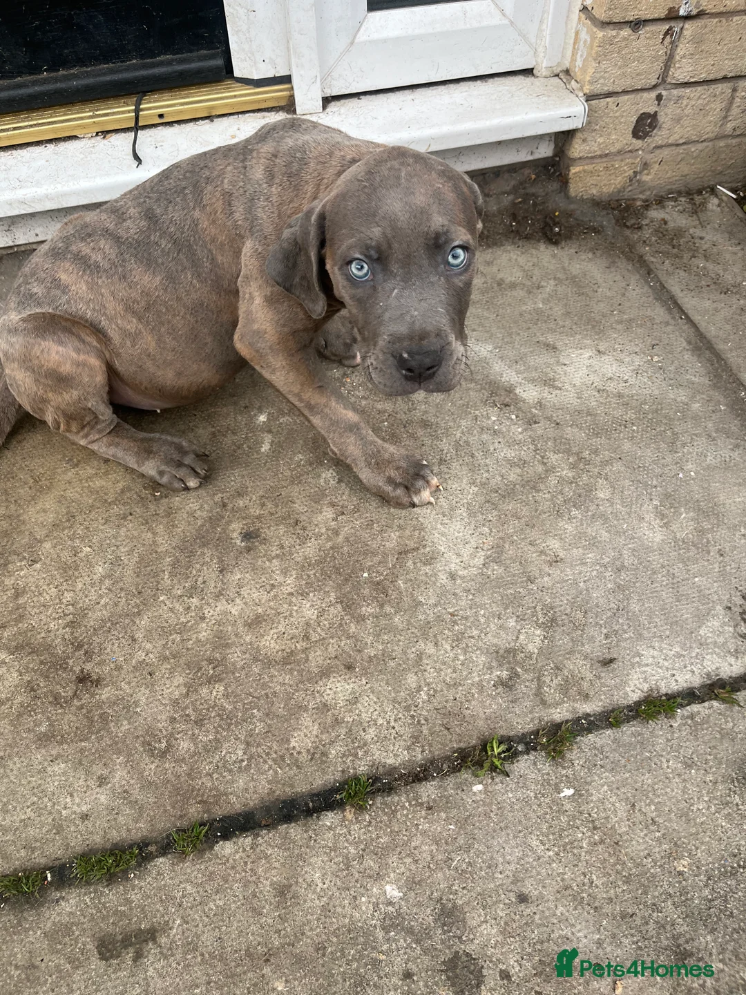 Cane Corso dogs for sale:  Cane Corso blue eyes, puppies  - Advert 2