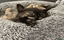 Mixed Breed cats for sale: 4 Adorable Kittens  - Image 7