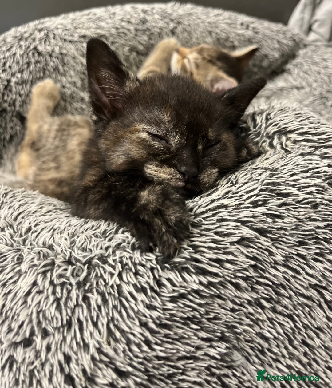 Mixed Breed cats for sale: 4 Adorable Kittens  - Image 7