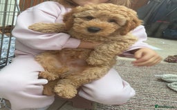 Miniature Poodle dogs for sale:  BOY MINIATURE POODLE AVAILABLE! - Image 16