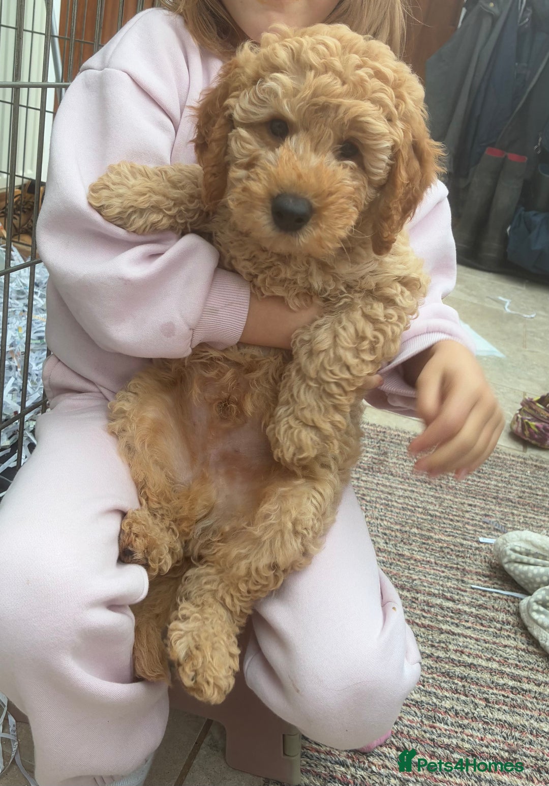 Miniature Poodle dogs for sale:  BOY MINIATURE POODLE AVAILABLE! - Image 16