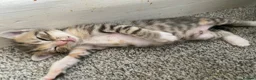 Mixed Breed cats for sale: Kittens looking for a new loving home in London - Advert 4
