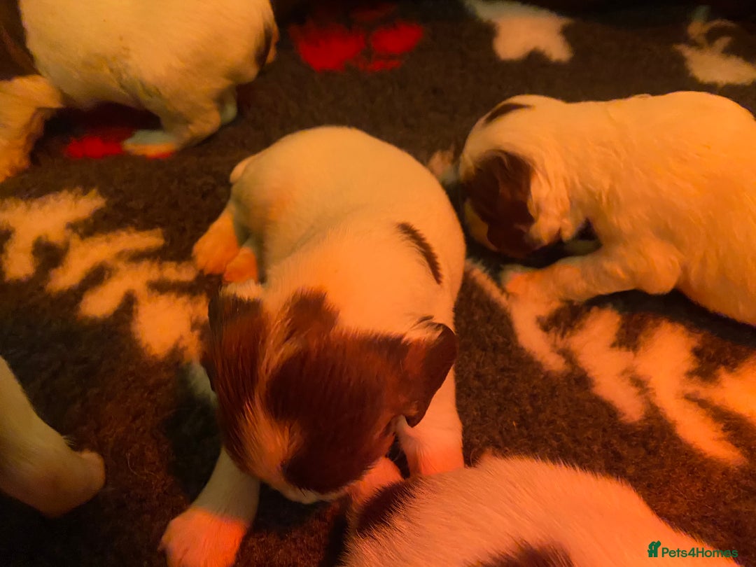 English Springer Spaniel dogs for sale: Springer Spaniel Puppies - Advert 8