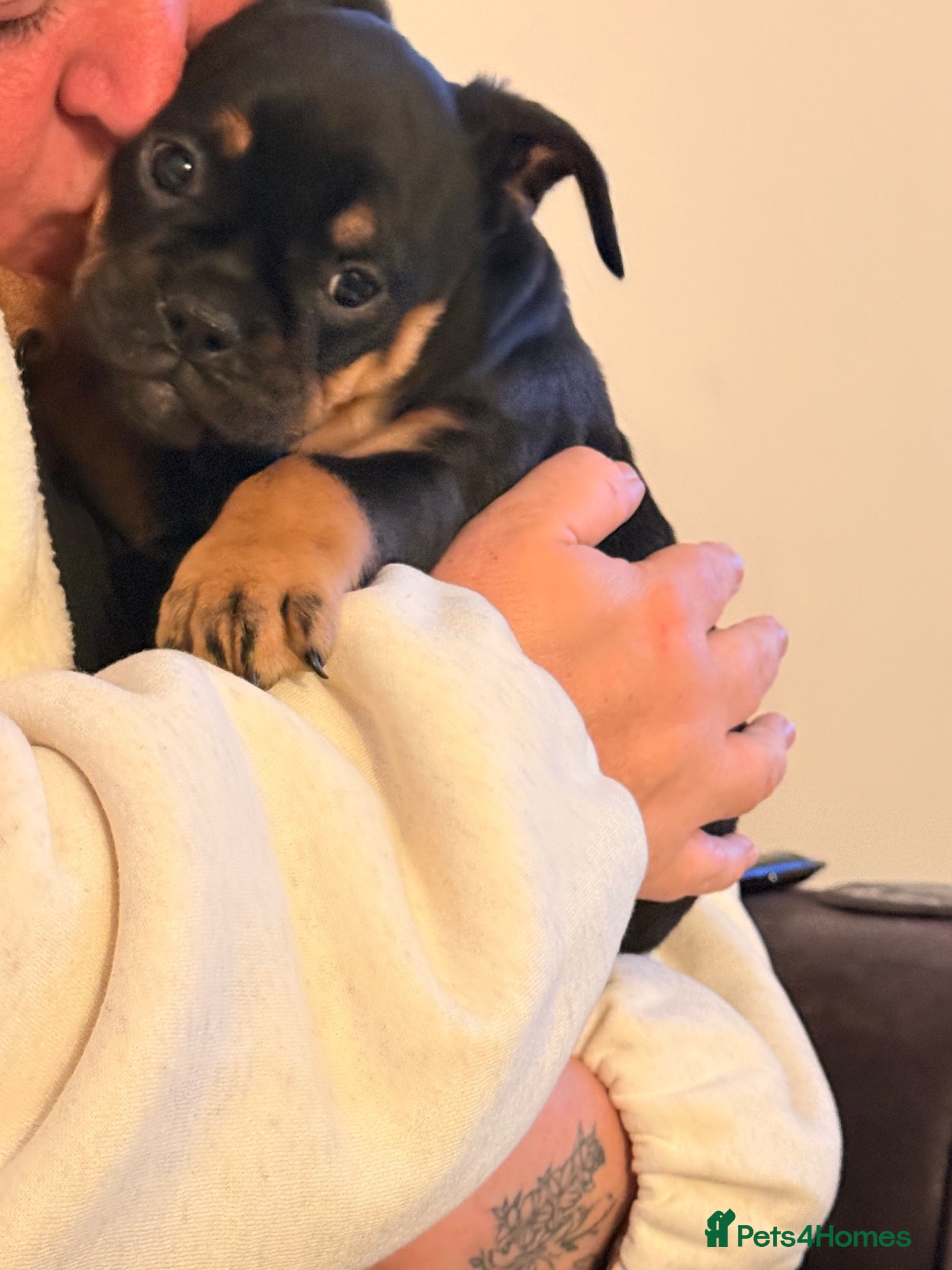 Olde English Bulldogge dogs 🚨🔥 ⚠️ LAST PUPPY — READY NOW! - Advert 7